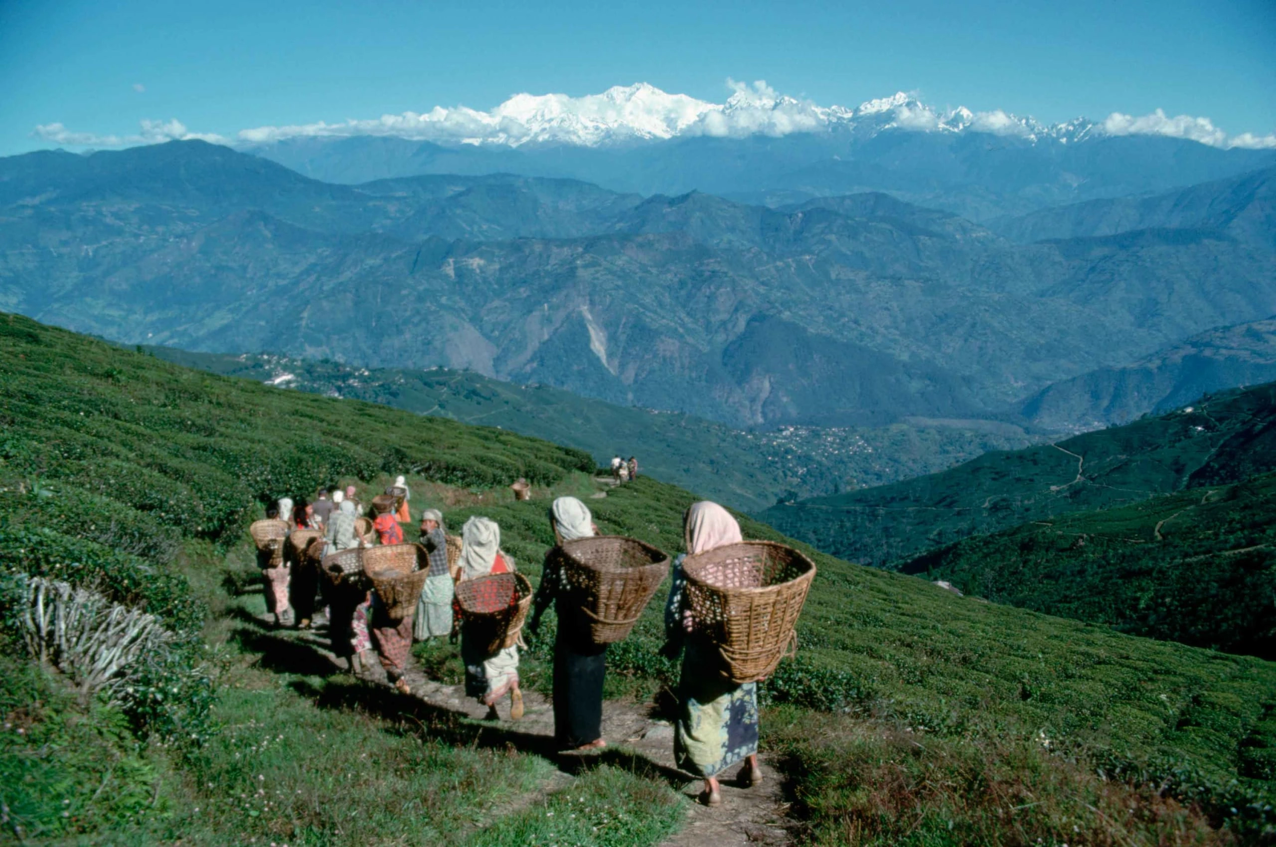 DARJEELING • GANGTOK •PEILING